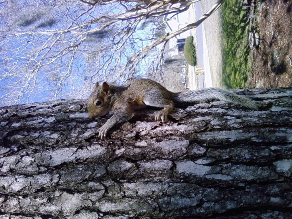 Squirrel3.jpg