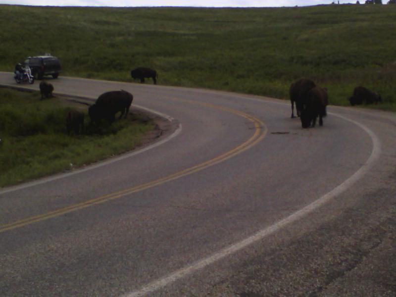 sturgis 2010 097.jpg