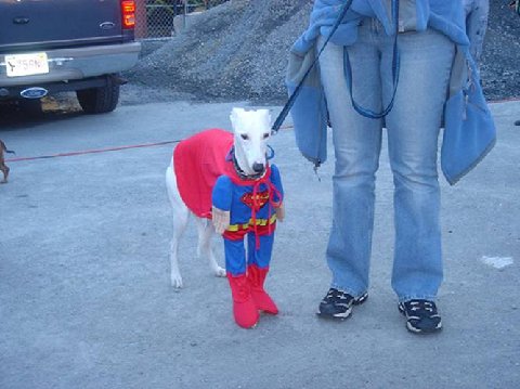 superdog.jpg