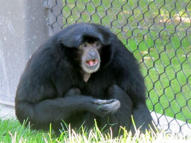 syracuse zoo 082.jpg