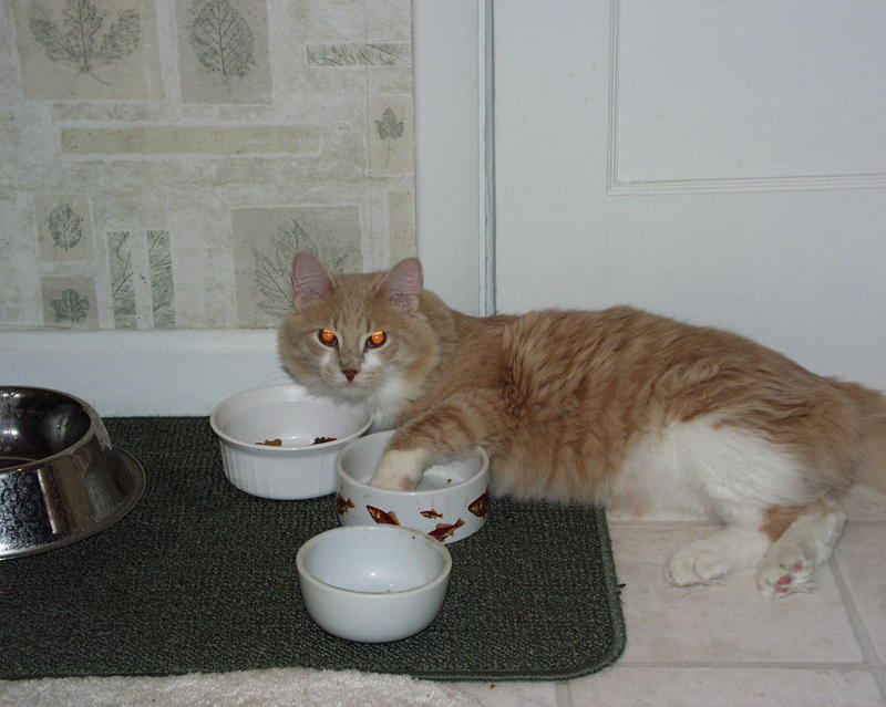 tazz at water bowl 3.jpg