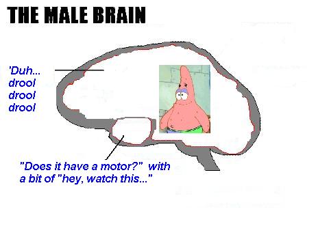 themalebrain.jpg