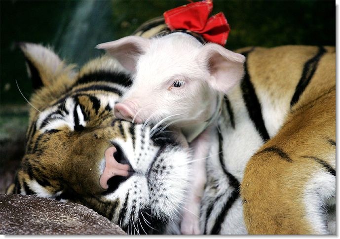 tigerpiglets3.jpg