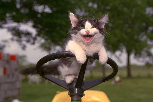 tractor_kittah.jpg