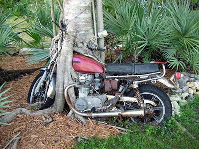 tree_motorcycle_717729.jpg