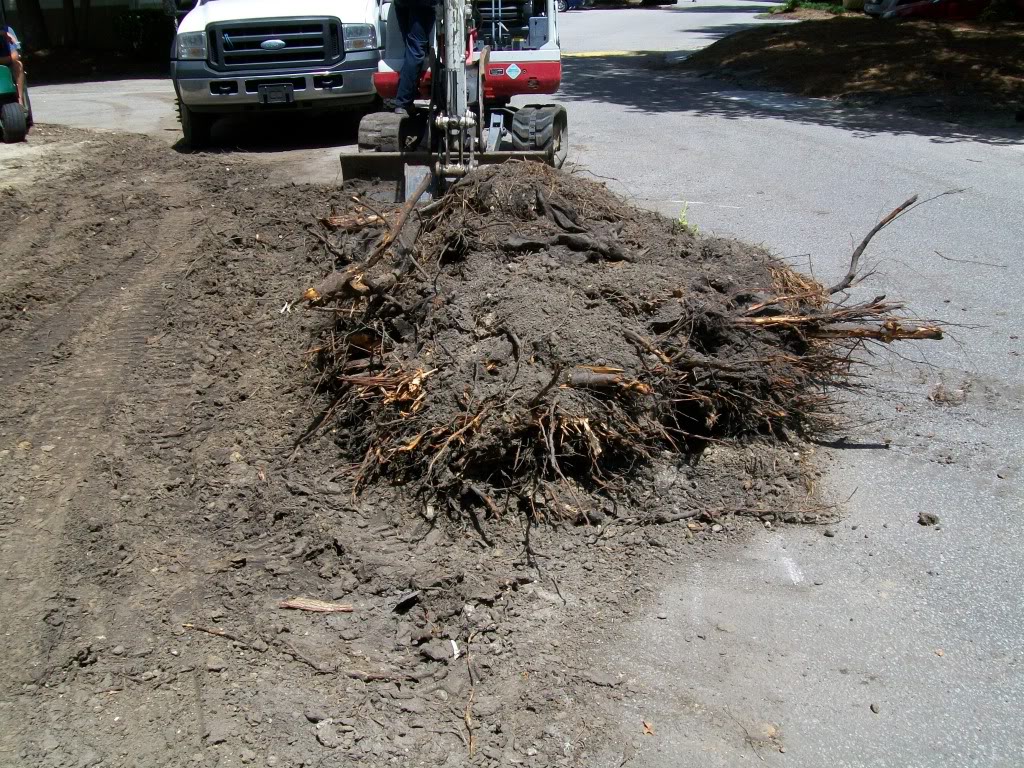 treeremoval023.jpg