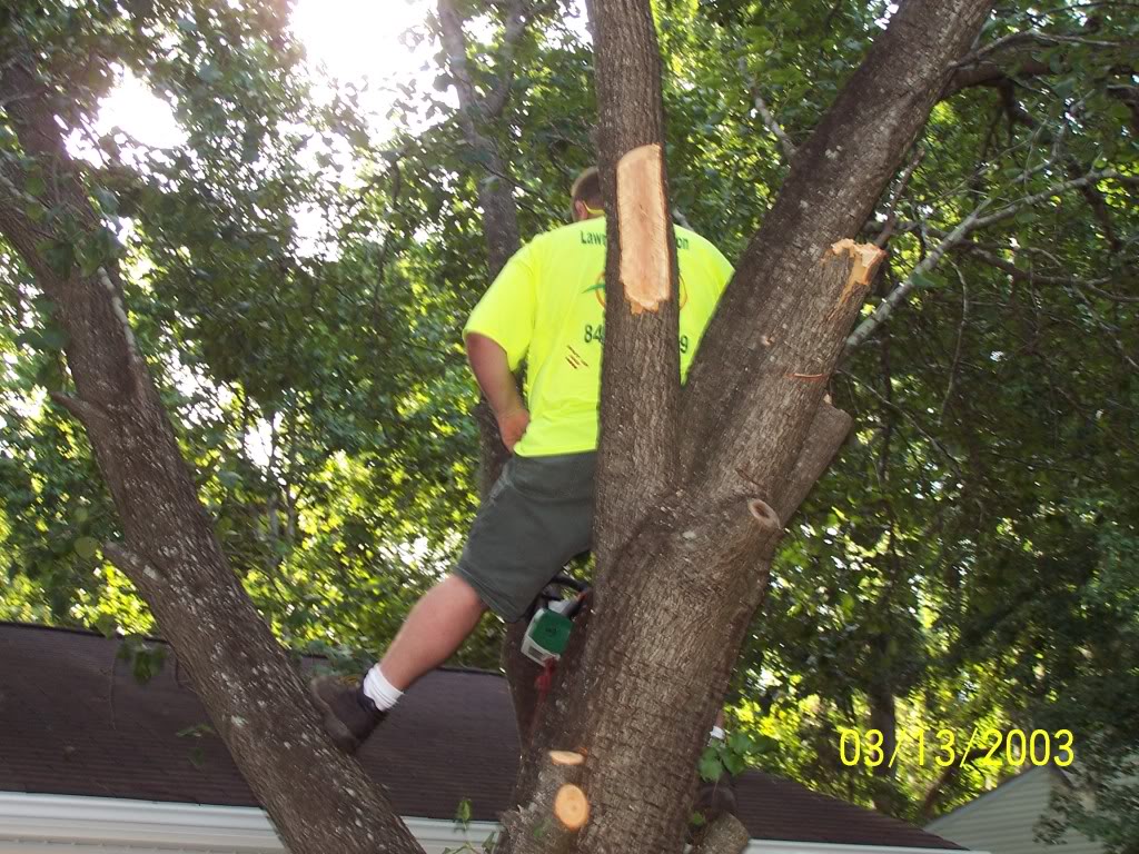 treework006.jpg