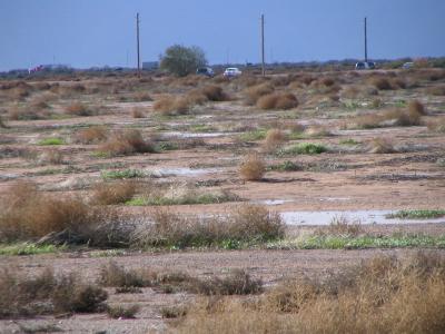 tumbleweeds07.jpg