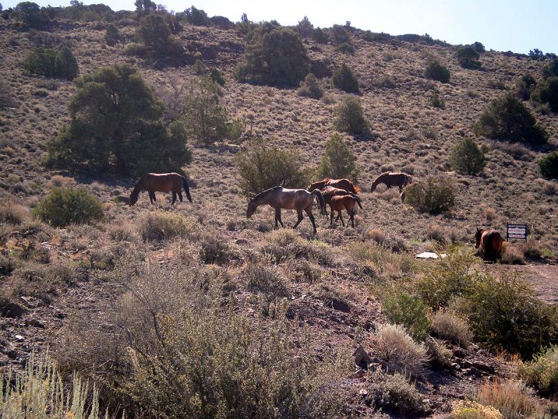 Wednesday Ride (Recon4 (Wild Horses)).jpg