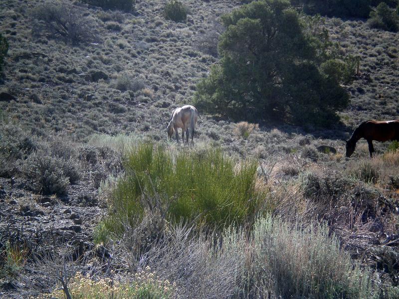 Wednesday Ride (Recon7 (Wild Horses)).jpg