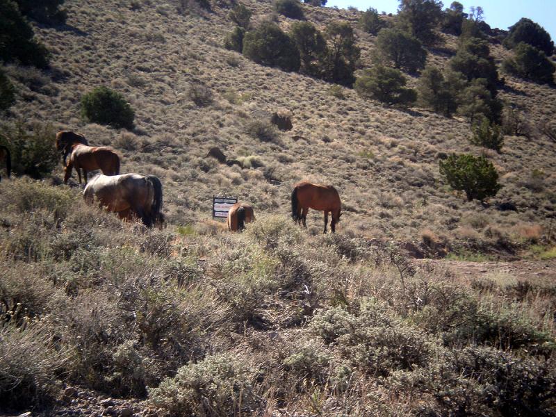 Wednesday Ride (Recon8 (Wild Horses)).jpg