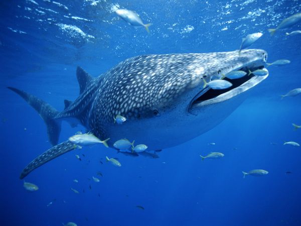 whale-shark_754_600x450.jpg