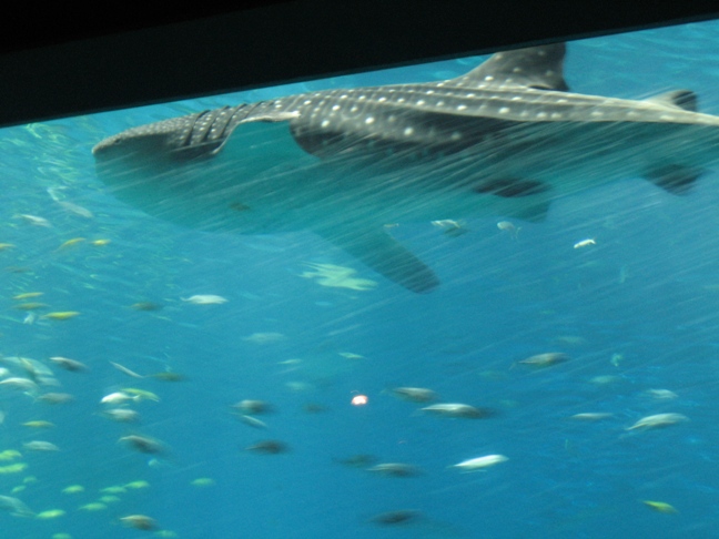 whaleshark4.jpg