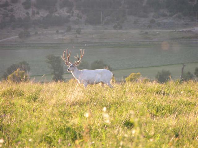 White_Muley__Small_.jpg