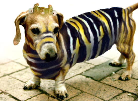 wienerdog.jpg