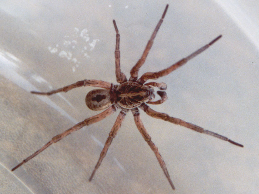 Wolf_Spider.jpg