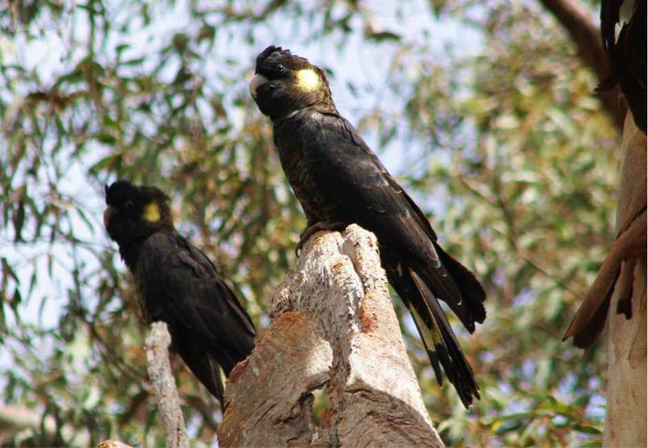 Ytblack-cockatoo-JSpiers.png