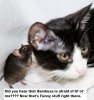 mouse_cat 4 Sambusa.JPG