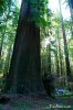 Dsc04594_redwood.jpg