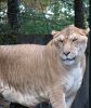 Liger (424x500).jpg