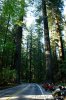 Dsc00151_redwoods.jpg