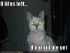 funny-pictures-8-lives-cat.jpg