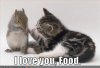 funny-pictures-cat-loves-food.jpg