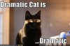 funny-pictures-cats-dramatic-cats-lights-sunshine2.jpg