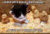 funny-pictures-chicken-nuggets.jpg