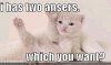 funny-pictures-cat-raises-hands.jpg