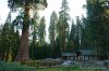 Dsc01935_sequoia.jpg