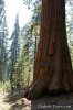 Dsc02030_sequoia.jpg