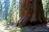 Dsc02028_sequoia_mary.jpg