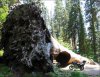 4446-Sequoia-900.jpg