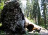 500_Img_4446_Sequoia.jpg