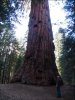 Img_5879-Sequoia.jpg