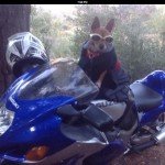 Grover is my dog and he loves to ride.