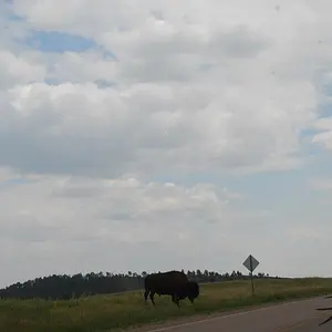 Media 'Stampede-09 452' in category 'Captain and UncleSteve's great adventure'