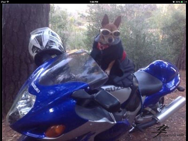 Grover is my dog and he loves to ride.