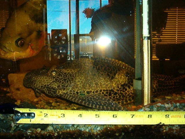 Post-6-11299-pleco 4