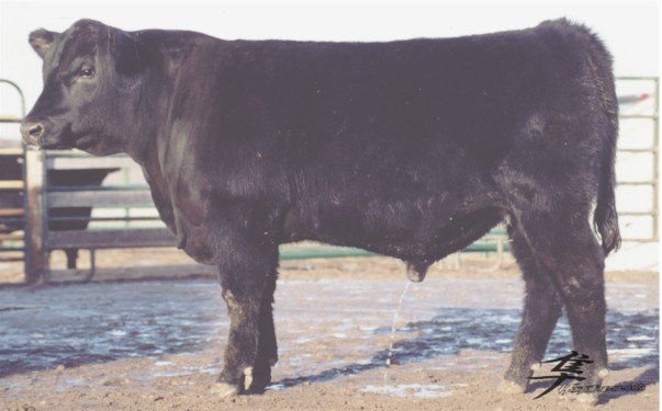 Post-6-18095-bull 1