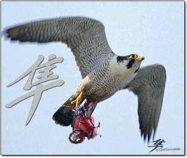 Post-6-20007-falcon